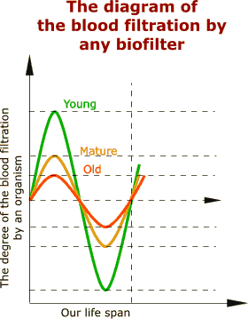The diagram of the blood filtration by any biofilter